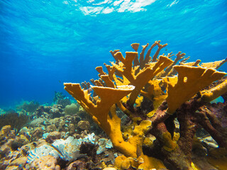 Beautiful coral fish swimming in the colourful coral reef in the Caribbean Sea in South American Curacao. Scuba Diving underwater photography