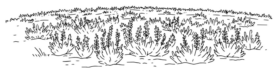 meadow with herbs outline landscape vector