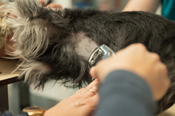 Veterinarian shaving a dog with electric razor in veterinary practice