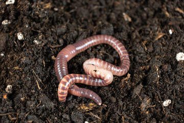 Big beautiful earthworm in the black soil, close-up.