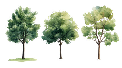 Obraz premium Watercolor Tree Set Three Green Trees Isolated on Transparent Background, Landscape Design, Nature Illustration, tree, watercolor, clipart