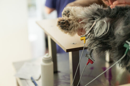 Veterinarian preparing electrodes for electrocardiogram on a dog in veterinary practice