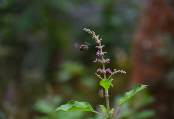bee on a flower