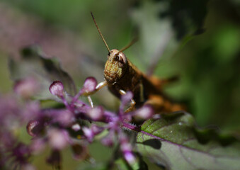 grasshopper on a flower