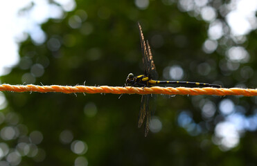 dragonfly on a  wire