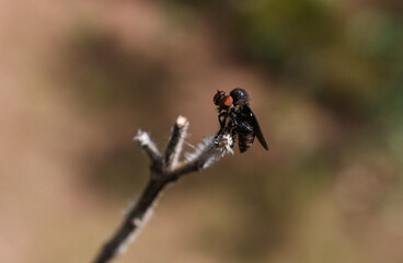 a small fly lands on a stem