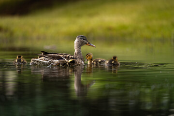 A mother duck swims with her ducklings in a calm pond, their brown plumage contrasting with the reflective water and lush green background. 