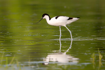 Pied avocet (Recurvirostra avosetta) large black and white wader in the avocet and stilt family Recurvirostridae at Isonzo river mouth nature reserve, Isola della Cona, Friuli Venezia Giulia, Italy.