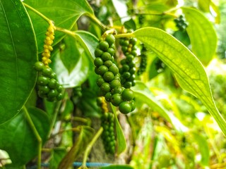 green beans on the tree