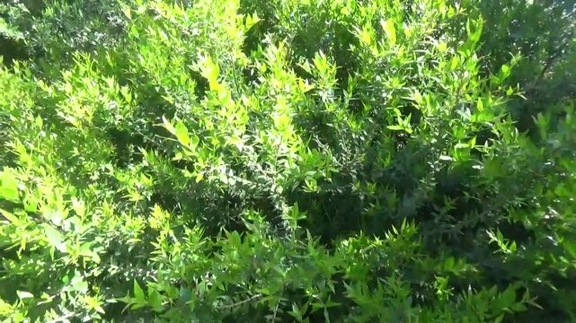 Bright green bush of young Phillyrea plants at the very beginning of spring. Ornamental Plants in Eco Wildlife