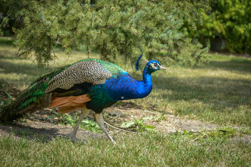 Fototapeta premium Peacock free range at the Zoo