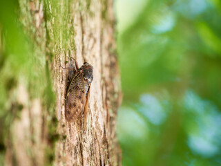 木にとまる一匹のアブラゼミ
