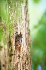 メタセコイアの木にとまる一匹のアブラゼミ