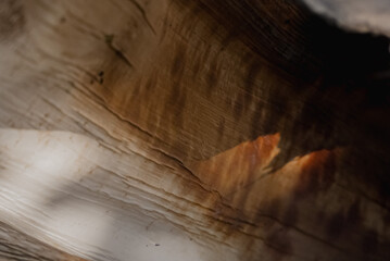 Exploring the intricate textures of a coconut tree trunk under warm sunlight
