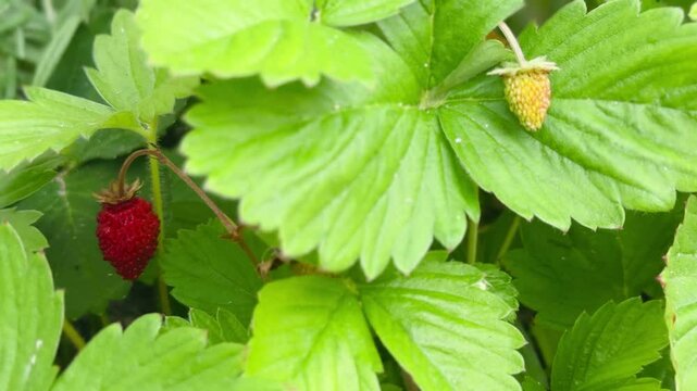 Wild Strawberries Growing Naturally in the Forest"