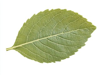 Verdant Leaf Portrait: A Macro View of Nature's Intricate Design - Capturing the Essence of Botanical Beauty with Stunning Detail & Vibrant Color