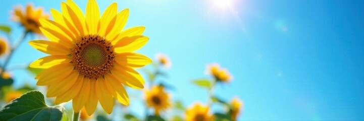 Obraz premium Vibrant yellow sunflower faces bright blue sky Sunlit petals, deep blue backdrop , image, macro, bloom