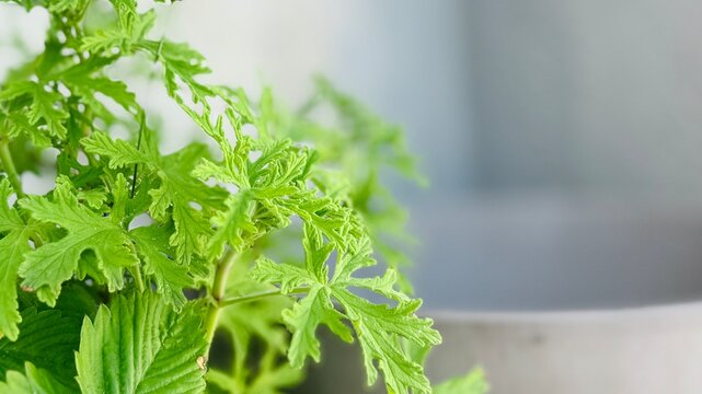 Close-Up of Citronella Plant Leaves in Natural Light.