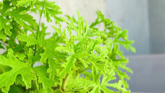 Close-Up of Citronella Plant Leaves in Natural Light.