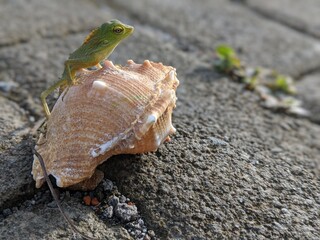 Peaceful Lizard Resting on Conch Shell