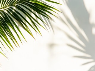 Fototapeta premium Tropical Palm Leaf Shadow on White Wall: A Minimalist Nature Art Print for Summer Vibes, Fresh Foliage, and Exotic Botanical Decor, Clean Backdrop