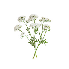 Bouquet of Yarrow Flowers on Transparent Background