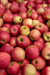 Freshly harvested red apples in large wooden crate at produce packing facility