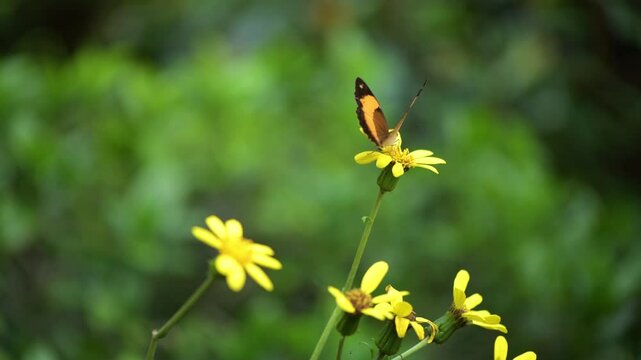 The Bordered Rustic butterfly, scientifically known as Cupha prosope, is a species of brush footed butterfly. It is also sometimes called the Australian Rustic or Northern Rustic.