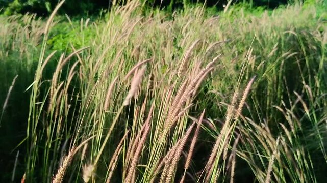 blady grass, cogongrass, spear grass and satintail (Imperata cylindrica) that are blown by the wind and grow abundantly