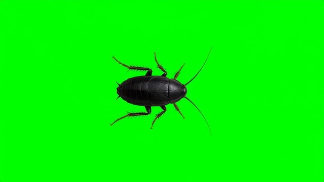 Top view of a black cockroach walking on green screen background, generative AI