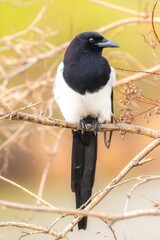 Black-billed magpie perched on a branch with a blurred natural background.
