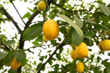 Lemon Tree Branches with Fresh Citrus Fruits in an Orchard