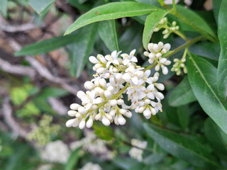 European privet flowers. Ligustrum vulgare