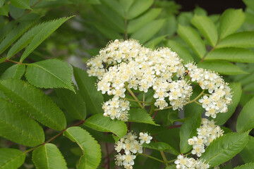 日本：ナナカマド（Sorbus commixta ）／白い花をクローズアップ／長野県・５月