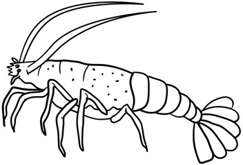 Vector illustration of a black and white Lobster Drawing