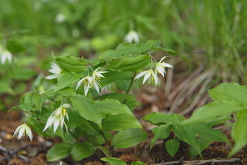 Fototapeta premium 日本：チゴユリ(Disporum smilacinum)／うつむいて咲く白い小さな花の株全体【山野草・イヌサフラン科】長野県・5月