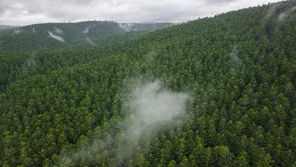Aerial view of dense evergreen forest covering rolling hills under overcast sky with mist