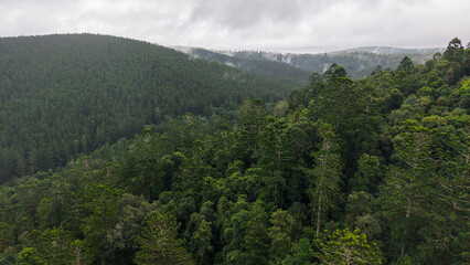 Fototapeta premium Aerial top-down view of dense mixed forest with contrasting tree textures and shades of green