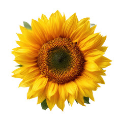 Fototapeta premium Vibrant Yellow Sunflower Close-Up Nature's Golden Beauty