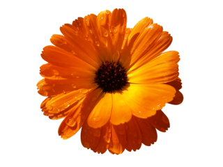 Isolated orange gerbera flower.
