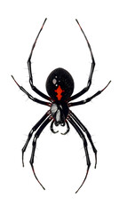 A close-up image of a black widow spider showcasing its distinct red hourglass marking.