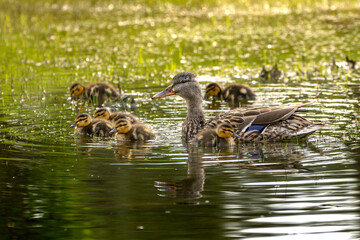 duck and ducklings