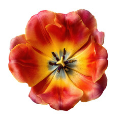 Naklejka premium Vibrant Orange and Yellow Tulip Flower Close-Up Photography