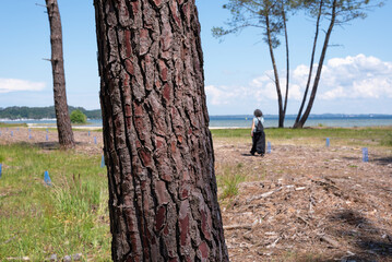 Detail of a pine trunk next to  Cazaux et Sanguinet lake. Landes, Aquitaine Region
