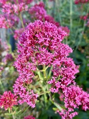 Obraz premium Close-up of bright pink valerian flowers in full bloom, symbolizing the vibrancy of spring in the Mediterranean climate of Croatia