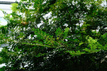 Close up of vibrant green tree branches with fresh leaves in natural daylight.