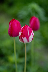 Saturated Rembrandt tulip (white striped pattern on petals). Tulip breaking virus (lily mosaic virus) illustration. Pink tulips growing in the garden.