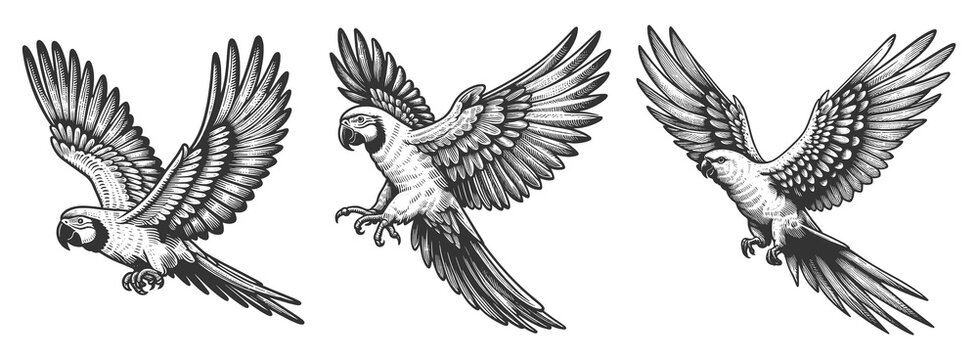 Parrot Set collection bundle sketch engraving generative ai vector illustration. Scratch board imitation. Black and white image.