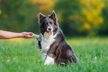 beautiful fluffy blue grey border collie dog gives paw to its male owner against blurred green forest background