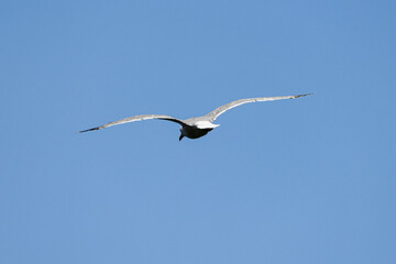 Gabbiano in volo